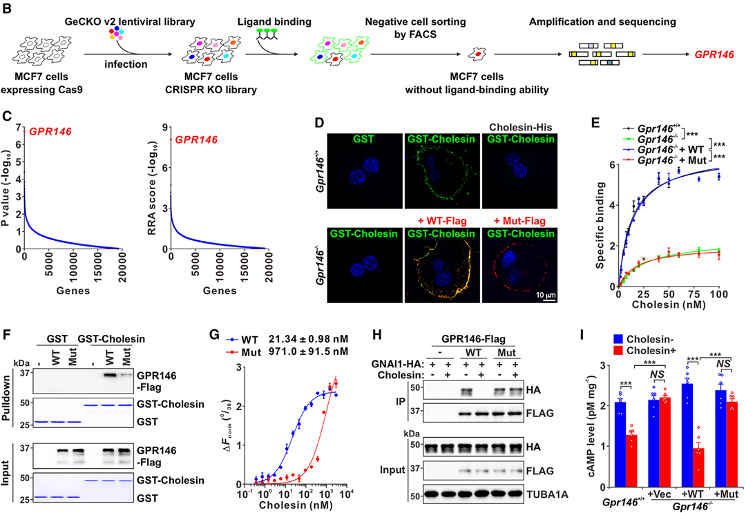调节胆固醇稳态的新激素