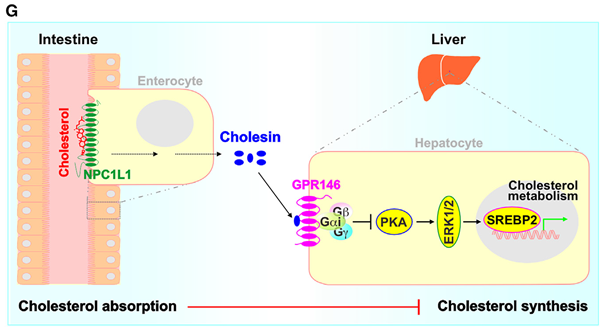 调节胆固醇稳态的新激素