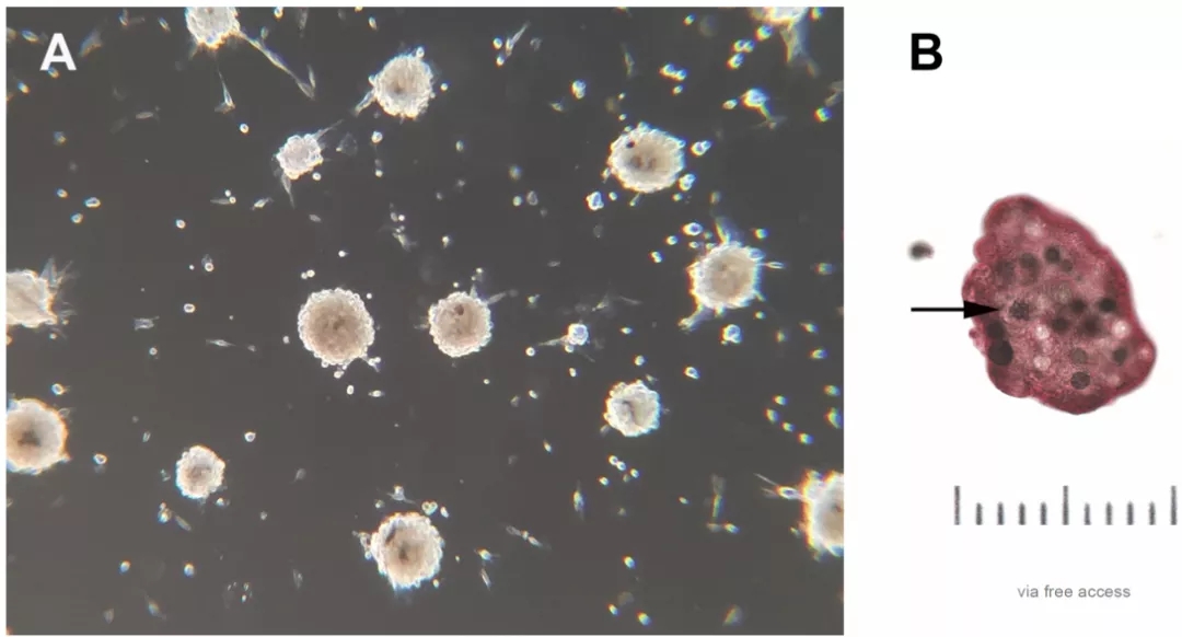 图6. 可传代细胞系的表型[3]