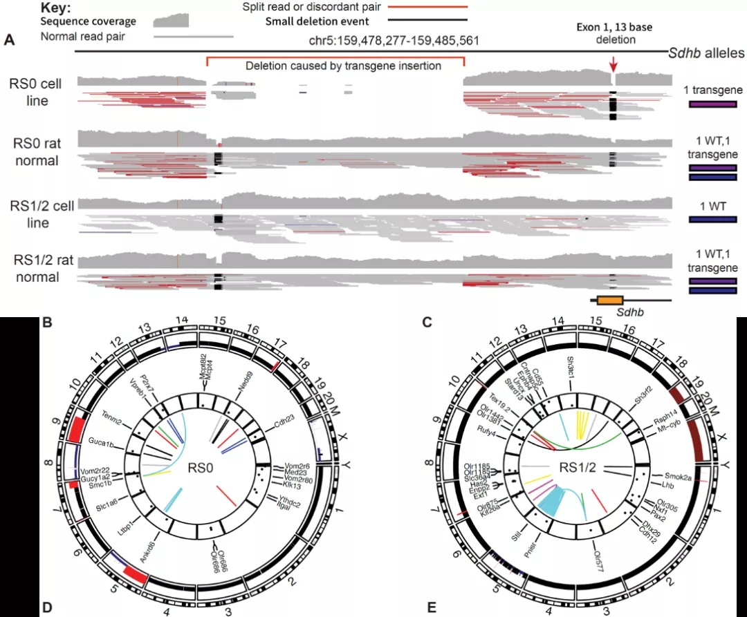 图7. 全基因组测序分析[3]