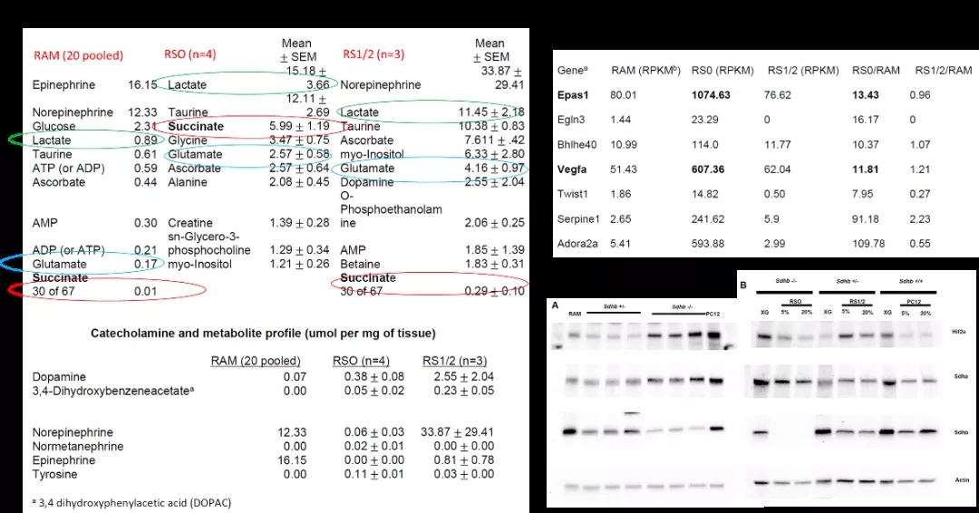 图8. 肿瘤移植物的代谢和表达验证[3]