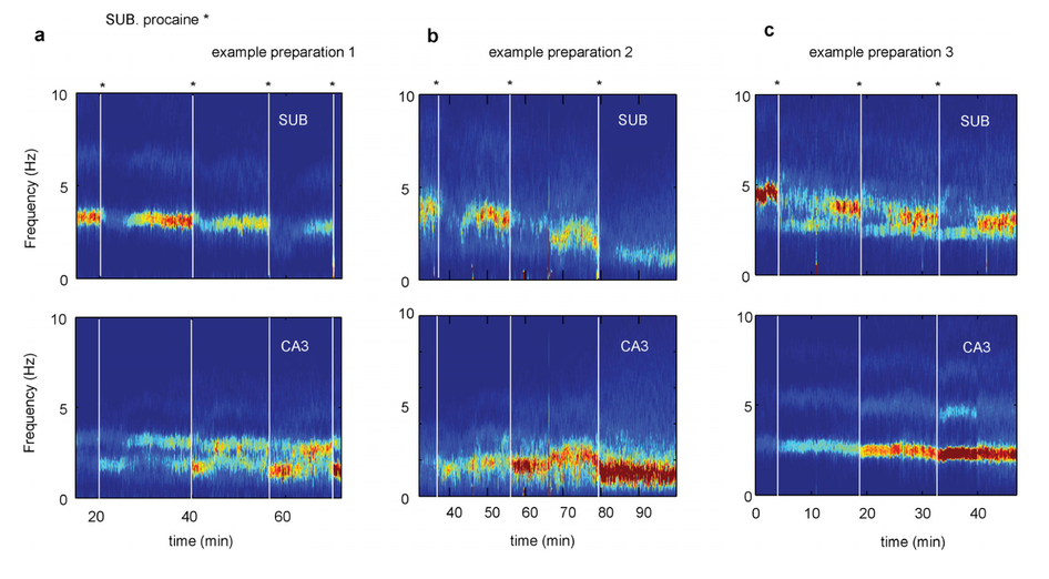 完整的实验显示subicular失活和CA3区的变化