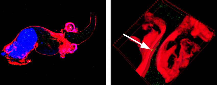 JCB:雄性果蝇通过胞外体改变来赢得交配机会