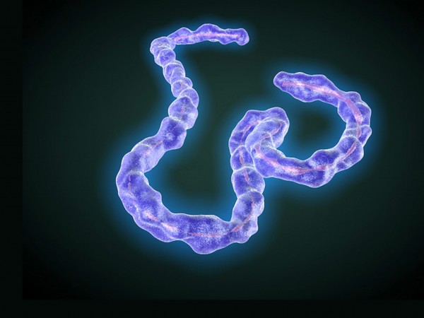 这是埃博拉病毒，马尔堡病毒的近亲