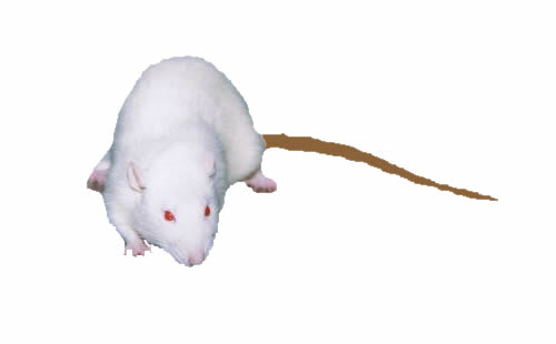 Science:慢性疼痛触发动力神经回路变化