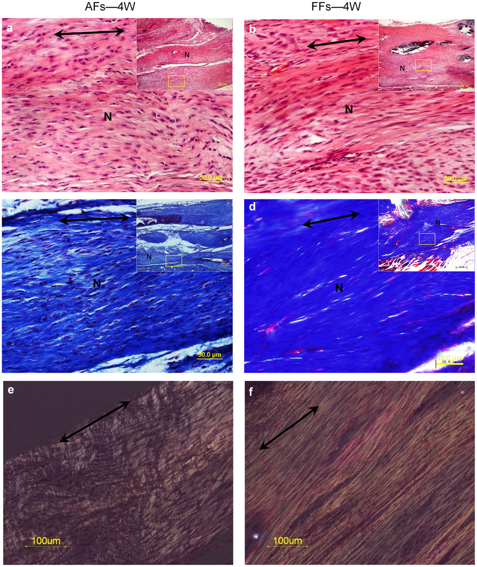 如何让小鼠肌腱组织再生