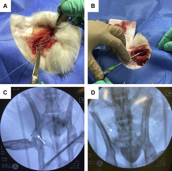 1-s20-S2452302X21002096-gr2.jpg 1-s20-S2452302X21002096-gr2.jpg