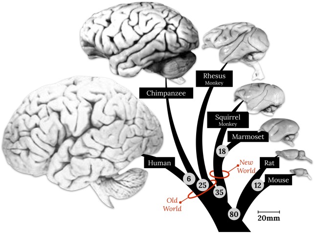 1-s20-S0149763421002438-gr1.jpg 1-s20-S0149763421002438-gr1.jpg