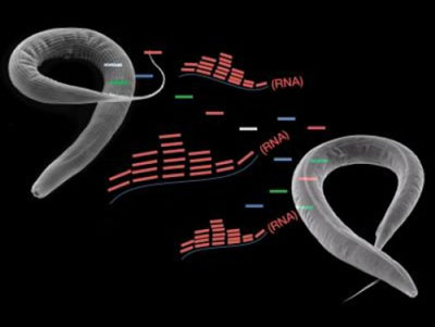 Cell：三代相传的小RNAs