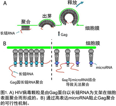 北大在PNAS报道microRNA可非特异地抵御HIV病毒感染