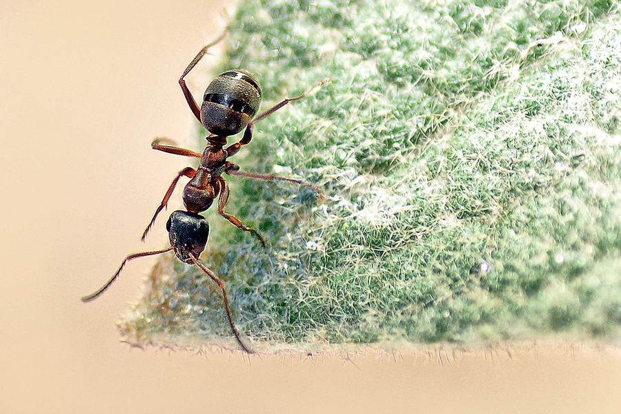 成都生物所蚂蚁领域行为引起的非营养级联效应研究获进展