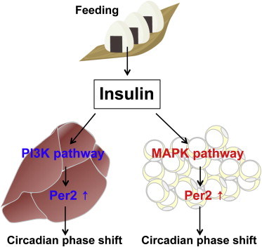 Cell子刊:你吃的东西会影响你身体内部的生物钟