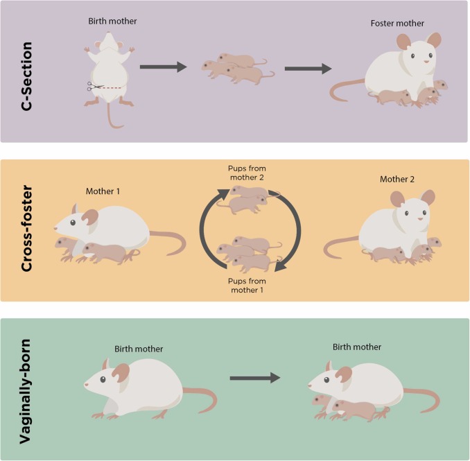 1-s20-S0149763422000446-gr2.jpg 1-s20-S0149763422000446-gr2.jpg