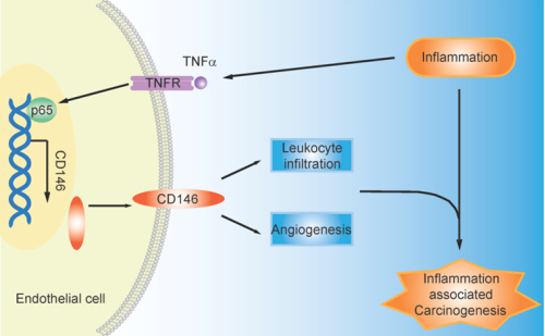 生物物理所揭示CD146在慢性炎症向癌症转化中的调控机制