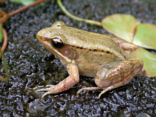 成都生物所发现仙琴蛙的脑电与行为同步调制