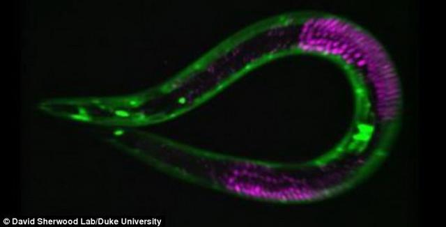 PLOS子刊:科学家在线虫身上找到长生不老的秘密