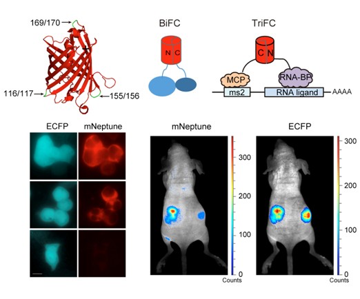 武汉病毒所首次实现动物活体内RNA-蛋白质相互作用的荧光成像
