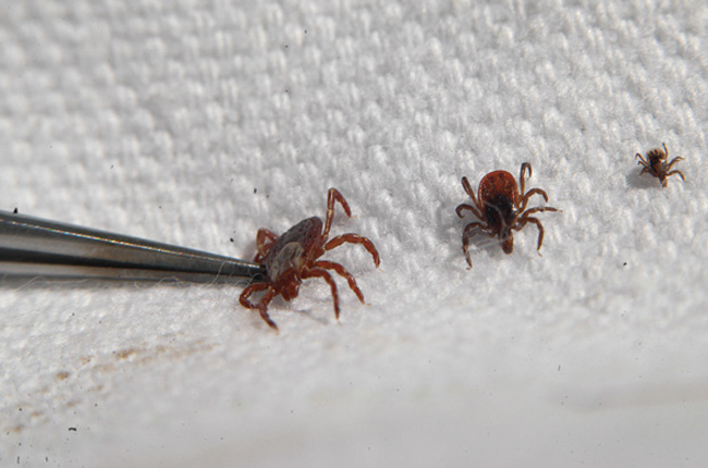 军事医学科学院等在蜱虫传人兽共患病研究获进展