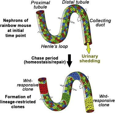 Cell Reports:肾脏的再生能力贯穿人的一生