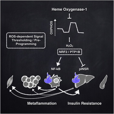 Cell:蛋白质决定肥胖良性还是有害