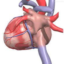我国学者在Science破译冠状动脉新起源