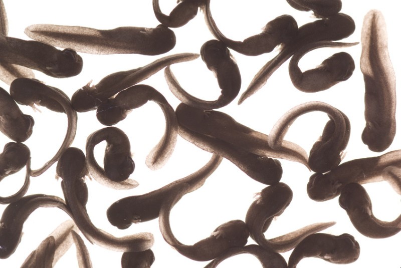 Science:挑战传统进化理论 种质可加速脊椎动物的演变