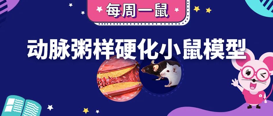 动脉粥样硬化小鼠 动脉粥样硬化小鼠