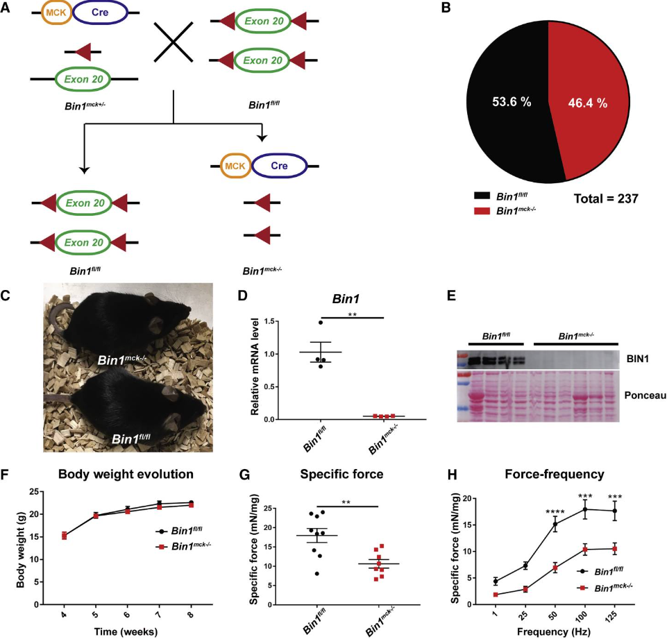 神经罕见病小鼠 神经罕见病小鼠