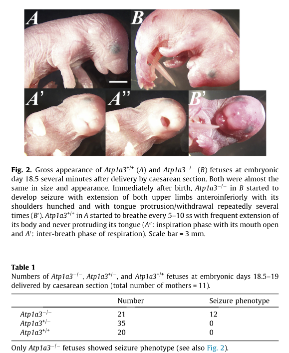 神经罕见病小鼠模型 神经罕见病小鼠模型