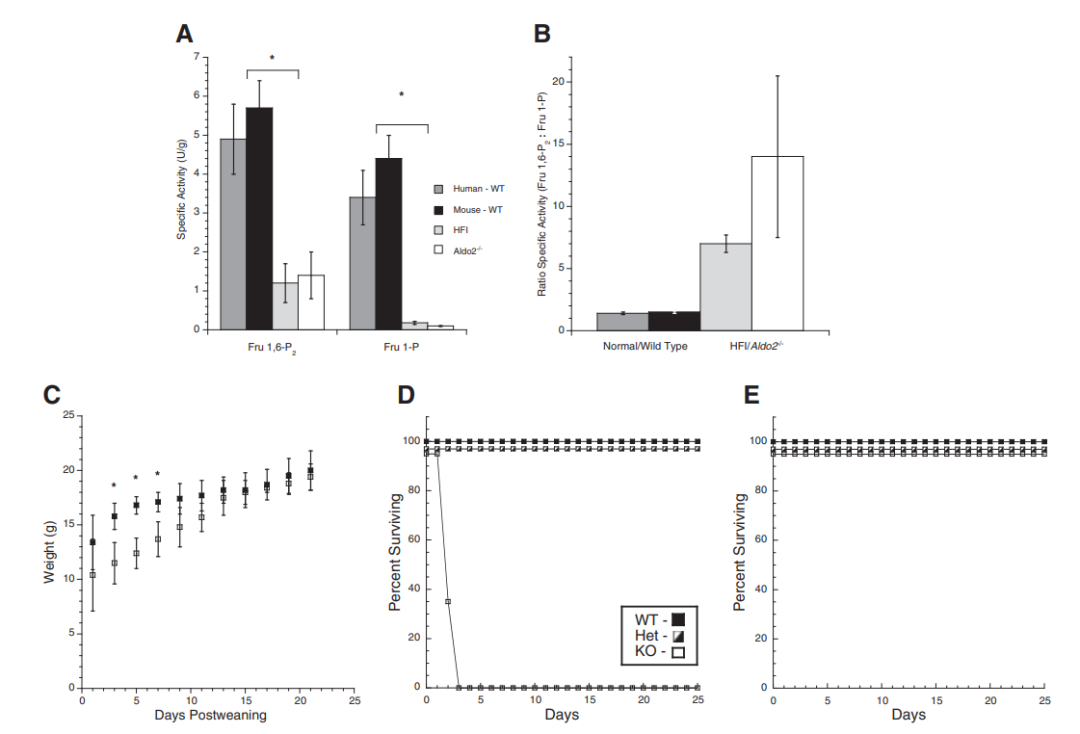 半乳糖血症动物模型