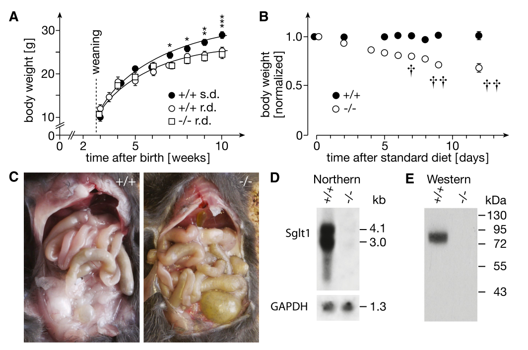 半乳糖血症动物模型