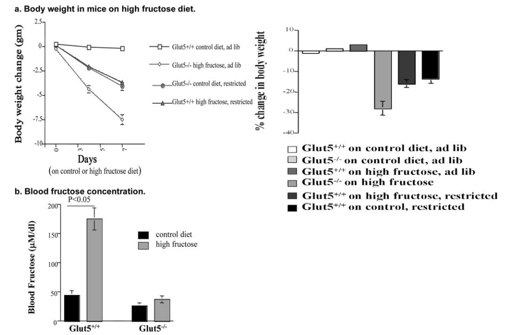 半乳糖血症动物模型