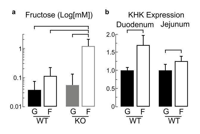半乳糖血症动物模型