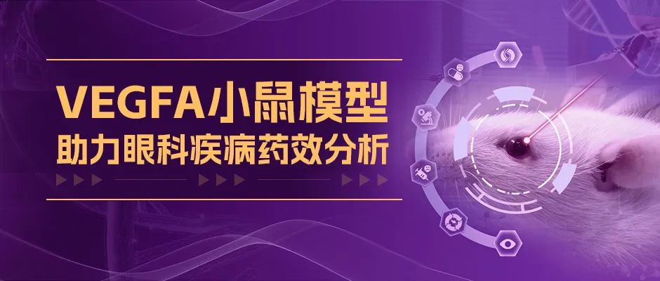 VEGF小鼠