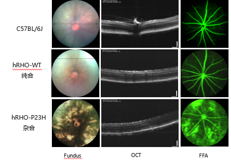 全基因组人源化模型构建计划