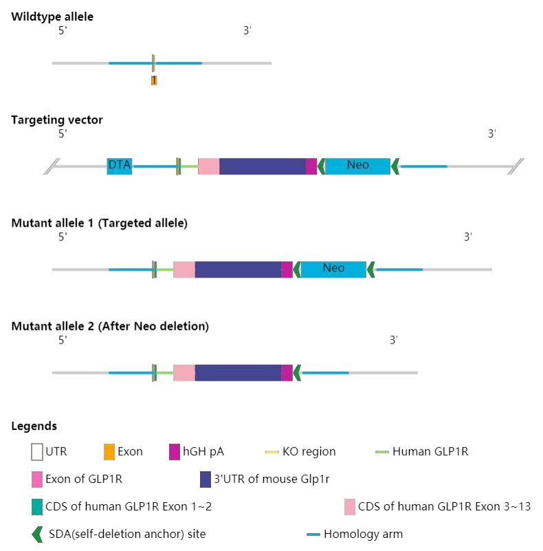 全人源化小鼠模型