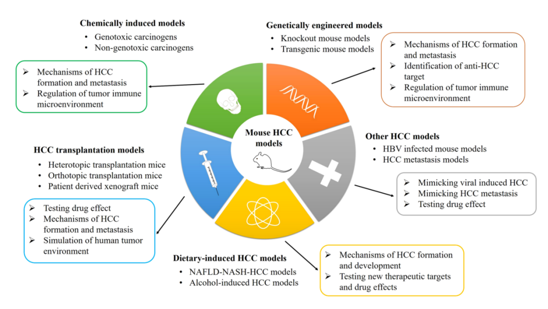 肝癌研究CDX模型