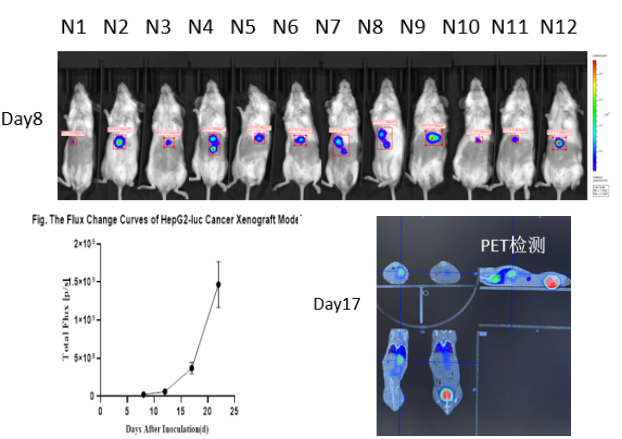 重度免疫缺陷小鼠C-NKG 构建的CDX模型 重度免疫缺陷小鼠C-NKG 构建的CDX模型