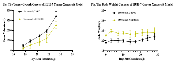 重度免疫缺陷小鼠C-NKG 构建的CDX模型