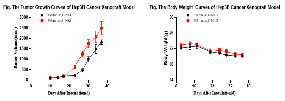 重度免疫缺陷小鼠C-NKG 构建的CDX模型