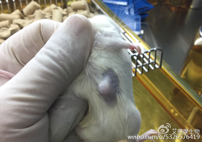 IDMO人源肿瘤异种移植模型