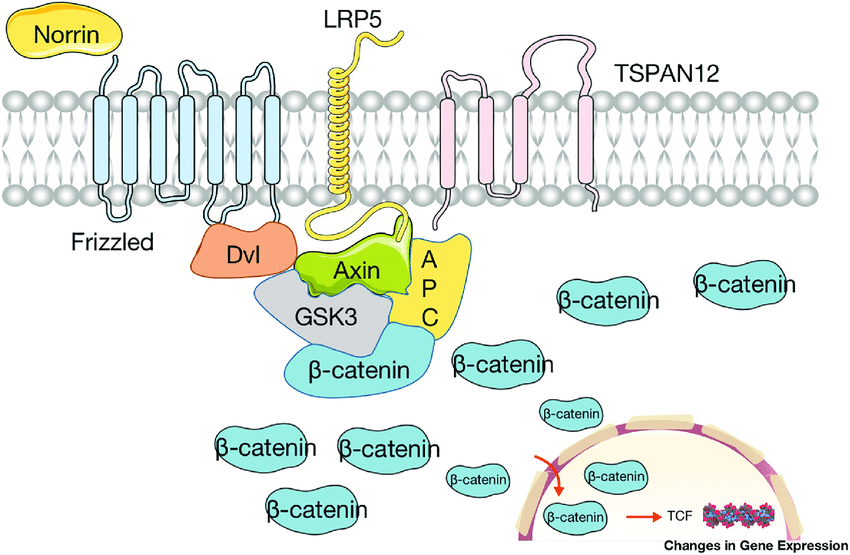 家族性渗出性玻璃体视网膜病变