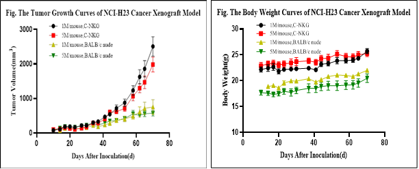 肺癌细胞NCI-H23皮下移植肿瘤及体重生长曲线