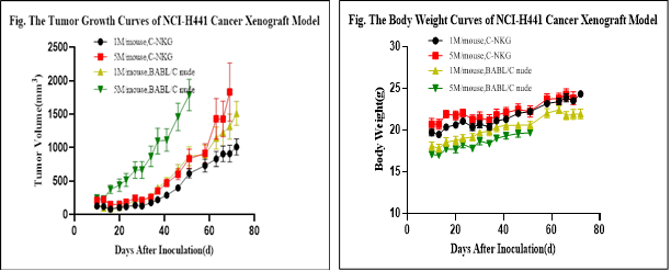 肺癌细胞NCI-H441皮下移植肿瘤及体重生长曲线