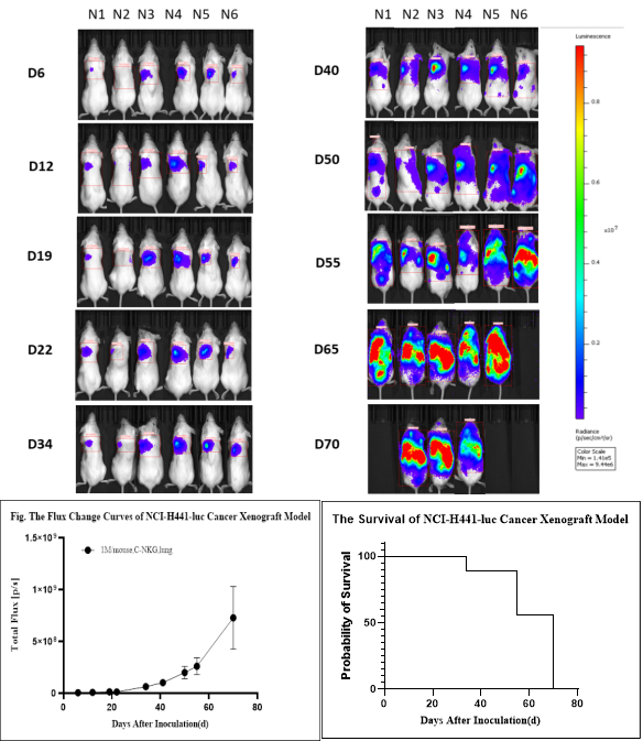 小鼠肺癌细胞NCI-H441-luc肺原位移植肿瘤活体荧光成像、荧光值变化和小鼠生存曲线