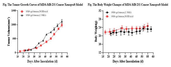 乳腺癌的临床前研究常见动物模型