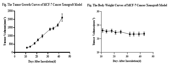 乳腺癌的临床前研究常见动物模型