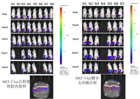 乳腺癌的临床前研究常见动物模型 乳腺癌的临床前研究常见动物模型