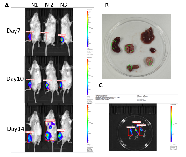 乳腺癌的临床前研究常见动物模型 乳腺癌的临床前研究常见动物模型