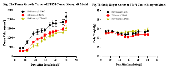 乳腺癌的临床前研究常见动物模型